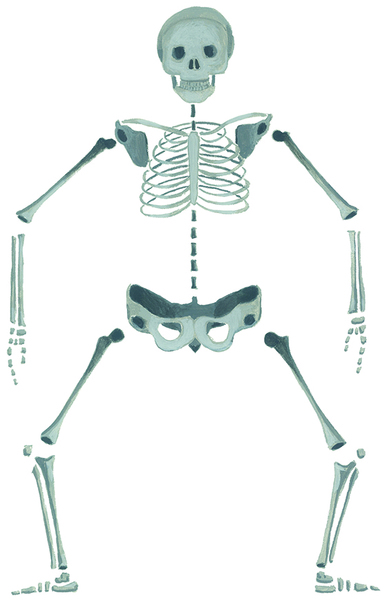 Skeleton of the human body 