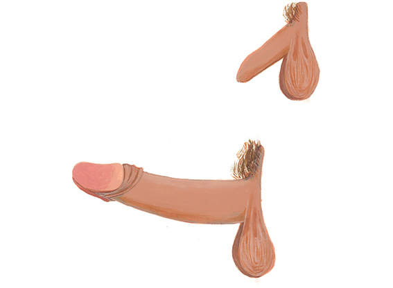 Пенис и ерекција на пенис 