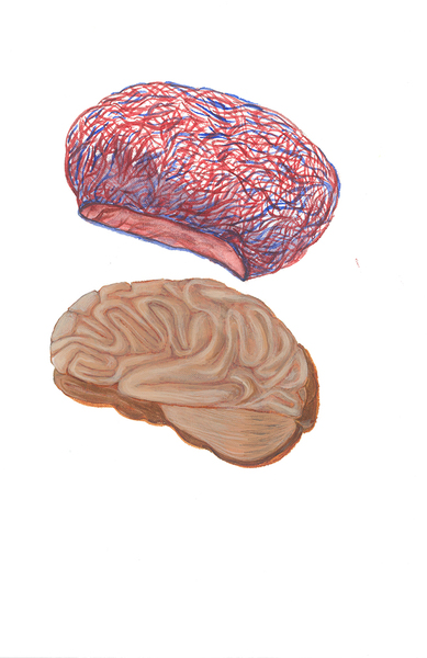  Brain membrane and brain 