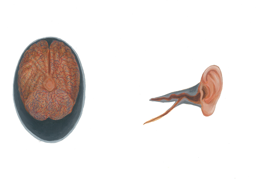 Позиција на мозокот во черепот и уво 