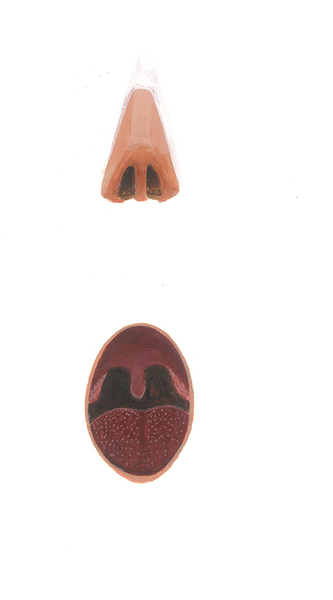  Nasal and oral cavity (front view) 