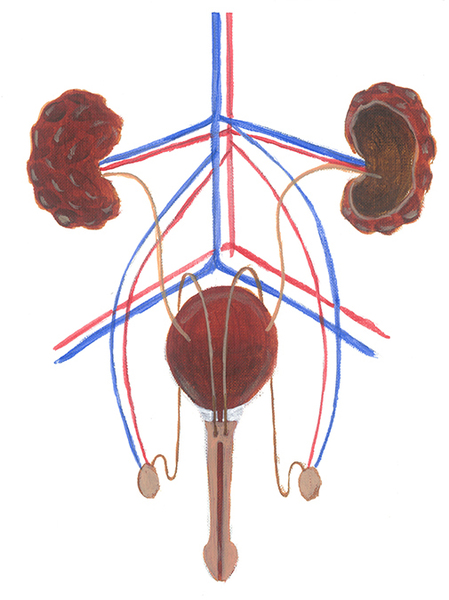 Urinary tract and bloodstream in the male genitals 