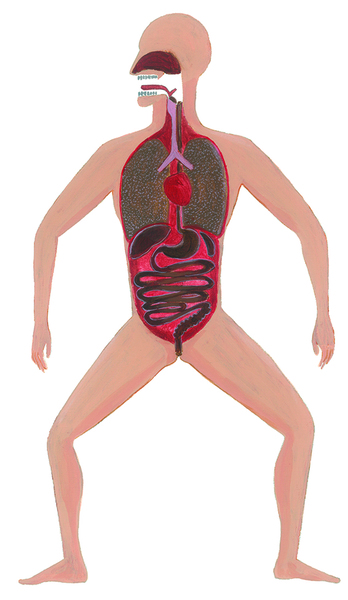 Внатрешни органи – срце, респираторен и дигестивен тракт