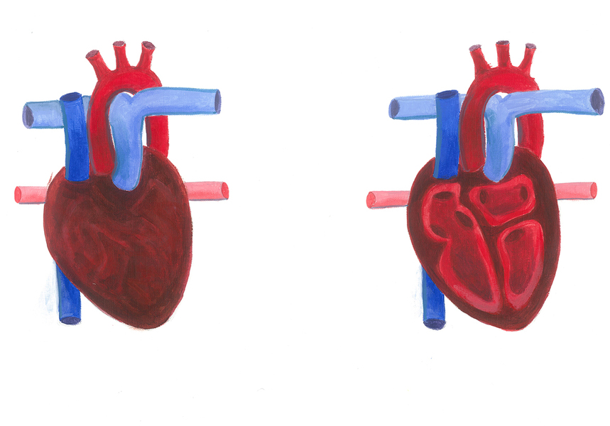 Срце и главни крвни садови (приказ однапред) и пресек на срце – срцеви шуплини 